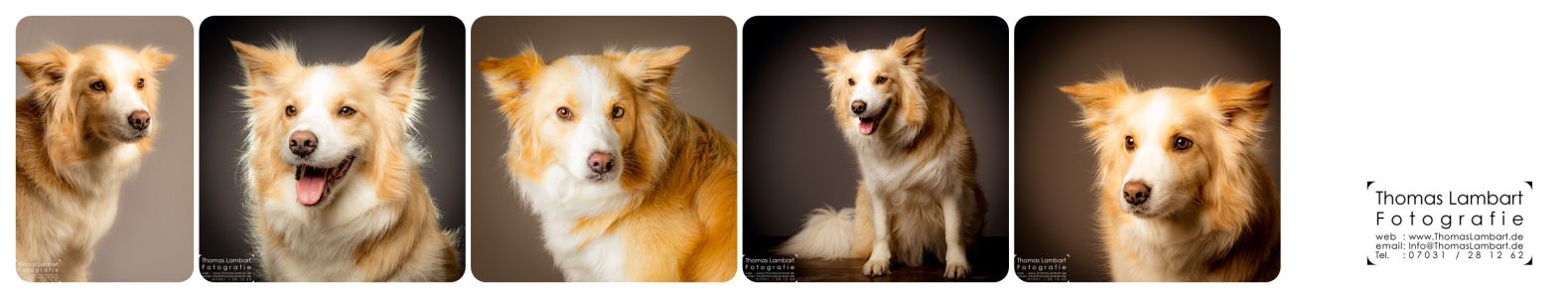 Hund Dog