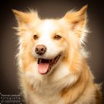 dog hund