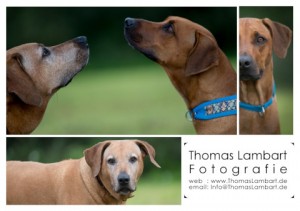 006_ThomasLambart_640 