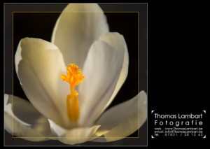 008_ThomasLambart_640 