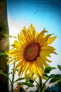 016_ThomasLambart_640 