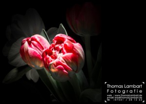 rote_tulpen_640 